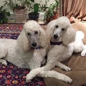 Meet your Posher, Nancy